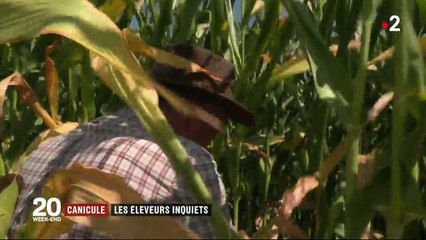 Canicule : les éleveurs inquiets