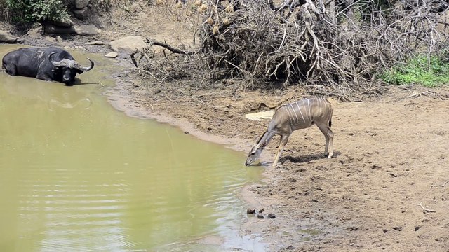 Joli réflexe de cette antilope face à un crocodile
