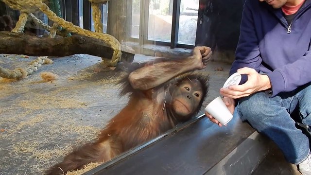 Regardez la réaction de ce singe devant un tour de magie... Adorable