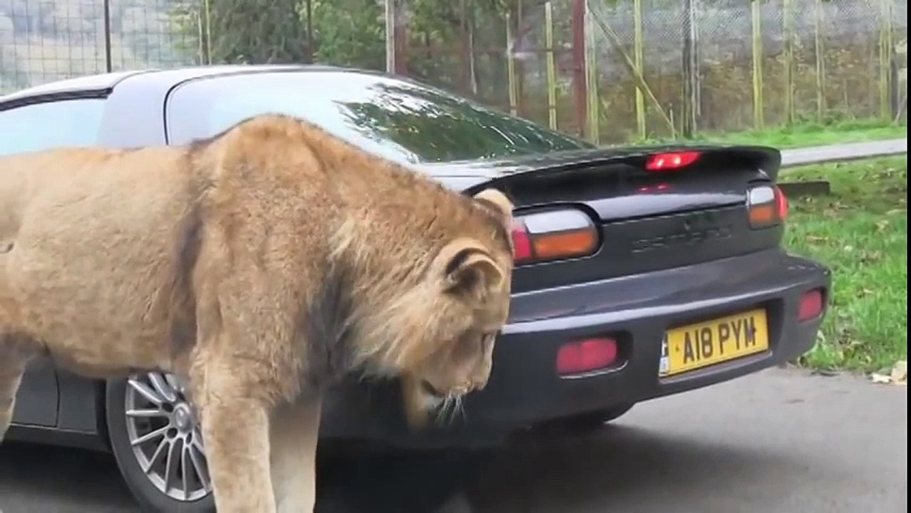 Ce lion vient manger un morceau de voiture... miam