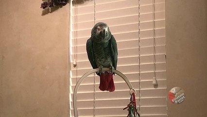 Demanding parrot places breakfast order