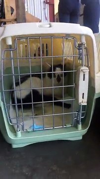 LIVE: Over 100 cats are about to be transported in hopes of finding forever homes & Jackson Galaxy is here helping make sure they arrive safely!