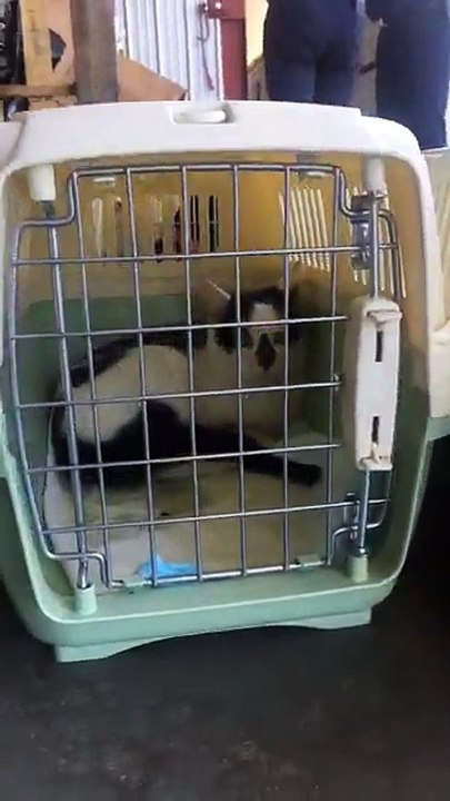 LIVE: Over 100 cats are about to be transported in hopes of finding forever homes & Jackson Galaxy is here helping make sure they arrive safely!