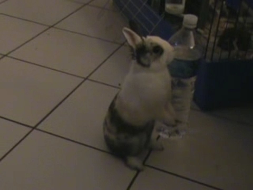 Luna joue avec sa balle