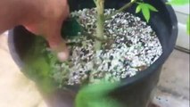 How To Trim Cannabis For Flowering!