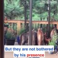 This man was enjoying a cup of coffee when four mountain lions casually strolled onto his porch! 