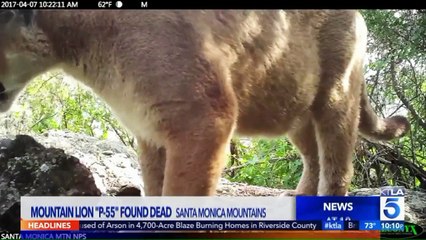 P-55, First Known Mountain Lion to Cross Southern California Freeway Twice, Found Dead