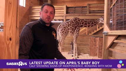 April the Giraffe and Baby Boy - Latest Update
