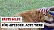 Viele Tiere leiden bei der Hitze. So könnt ihr ihnen helfen.