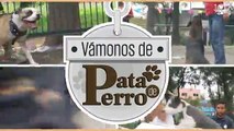 ¡Vámonos de pata de perro! Haz que tu mascota obedezca