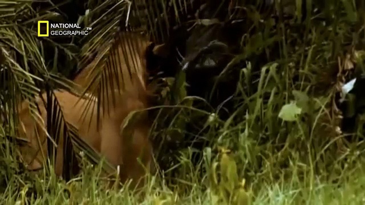 Los Ultimos Leones Documental de Leones