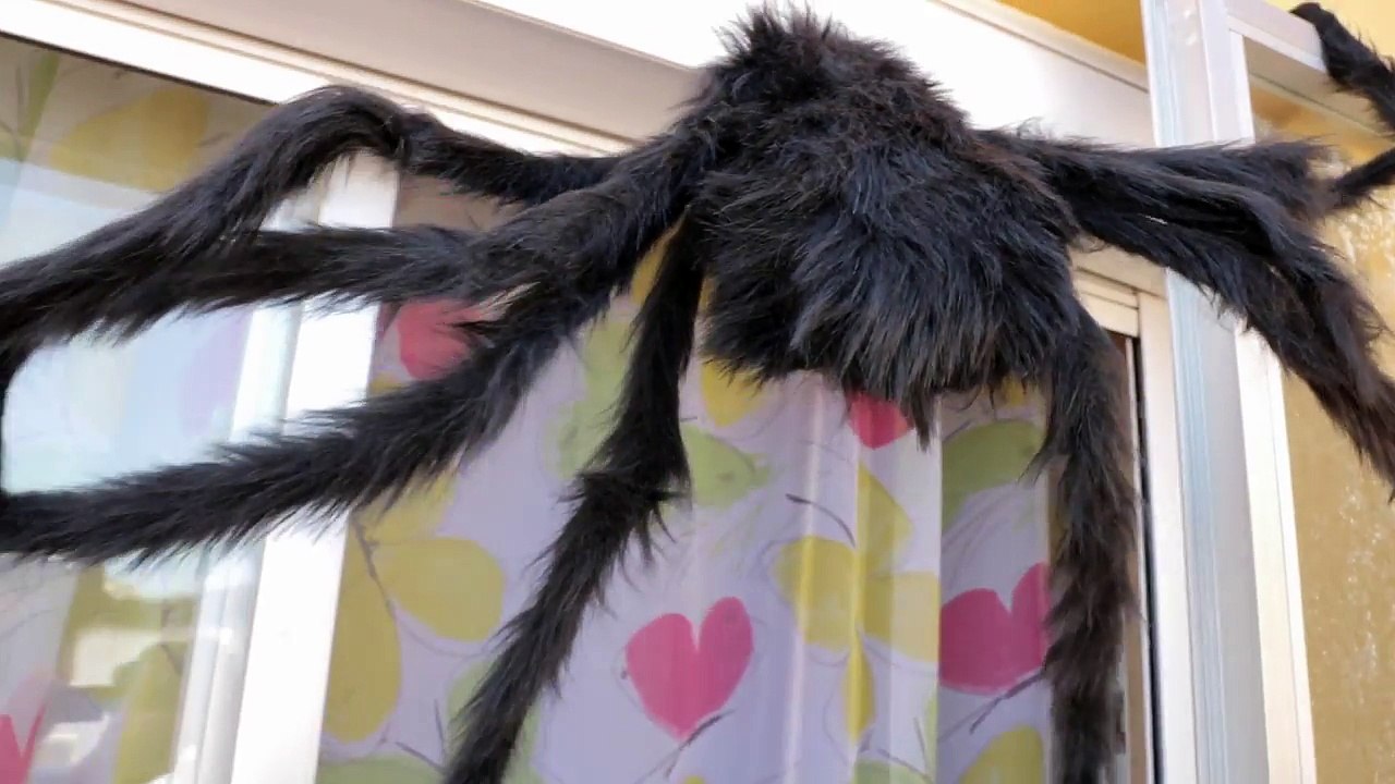 Golden Retriever Bailey vs Giant Spider Prank! Spider Attacks Dog