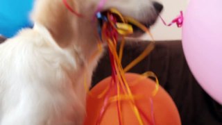 Cute Puppy Surprised by Colors Balloons Funny Puppy Bailey