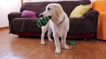Bailey Plays with Watermelon Balls Golden Retriever Puppy Eats Sweet Watermelons