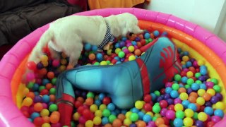 Spiderman Surprises Golden Retriever Bailey with Funny Playing and Dance! Ball Pit Pool