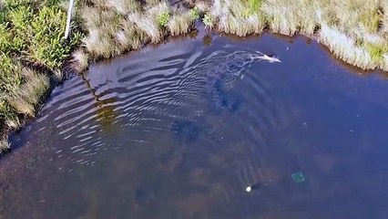 This dolphin hunts fish with ‘net’ made of mud