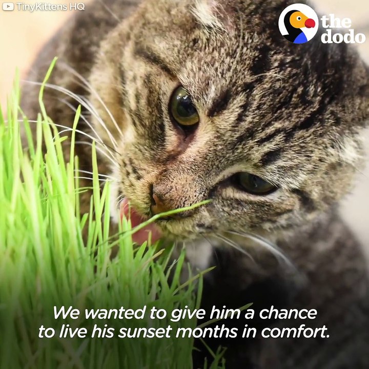 This old feral cat had trouble settling into his new home — until he met these kittens 