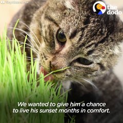 This old feral cat had trouble settling into his new home — until he met these kittens 