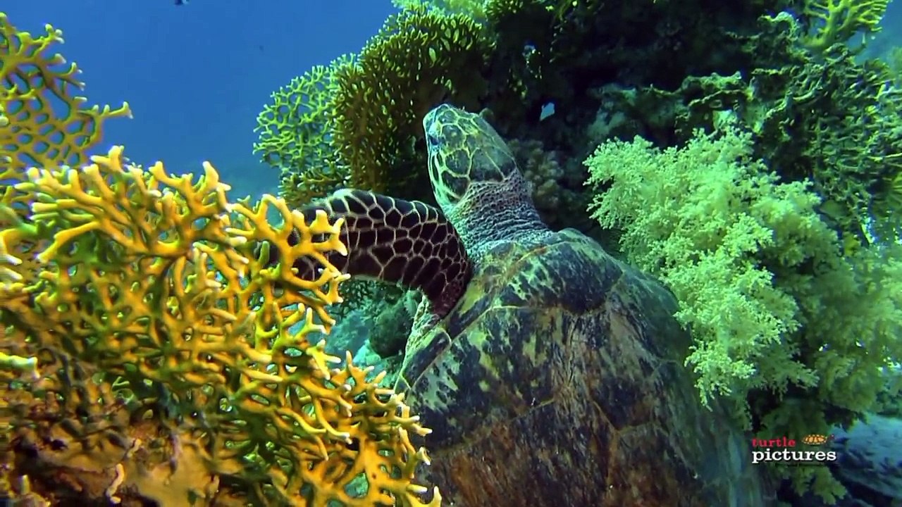 Die Karettschildkröte von Umm Gamar
