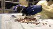 LIVE: These tiny foster kittens are SO excited for their bottles and breakfast
