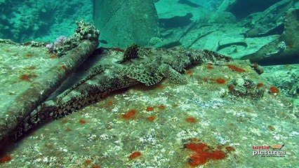 Die Fischgugger unterwegs im Roten Meer