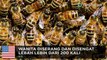 Wanita disengat lebah lebih dari 200 kali - TomoNews