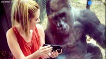 Lindsey Costello sits with gorilla and shows him videos in Louisville Zoo