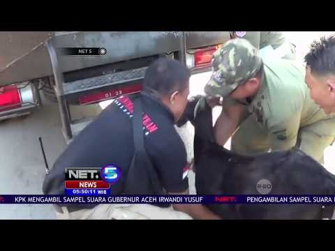 Penertiban Hewan Ternak Diwarnai Kejar-kejaran Dengan Petugas NET5