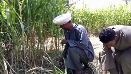 الحاج الضوي ومصطفى بيرقصو كيكي