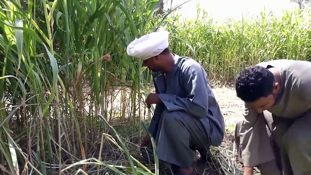 الحاج الضوي ومصطفى بيرقصو كيكي
