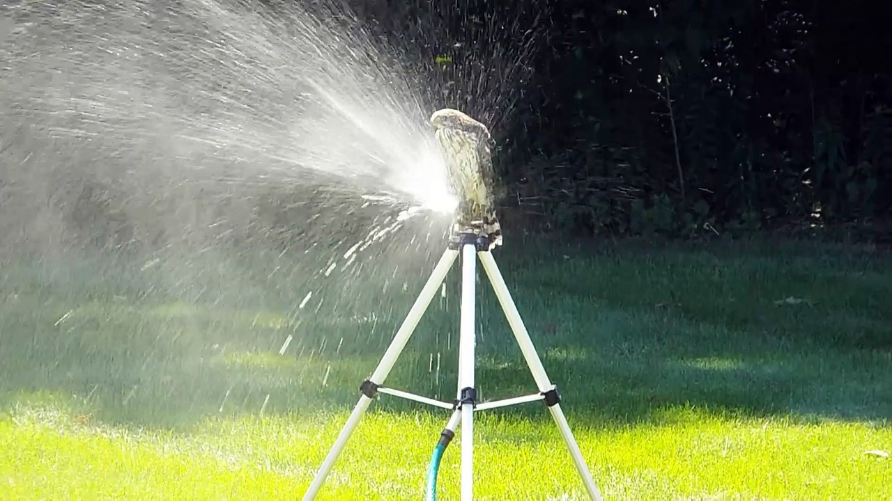 A beautiful Cooper's Hawk enjoying a cooling bath on a warm summer's day