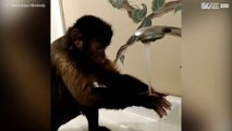 Mono adorable bebe agua del grifo