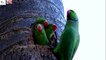 newborn parrot food / newborn baby parrot / newborn baby parrots/ killi