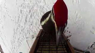 Wait for it.Woodpecker