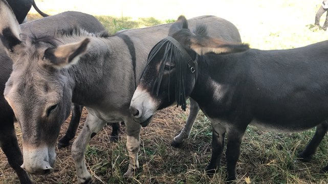 Fête de la chasse : les ânes seront présents