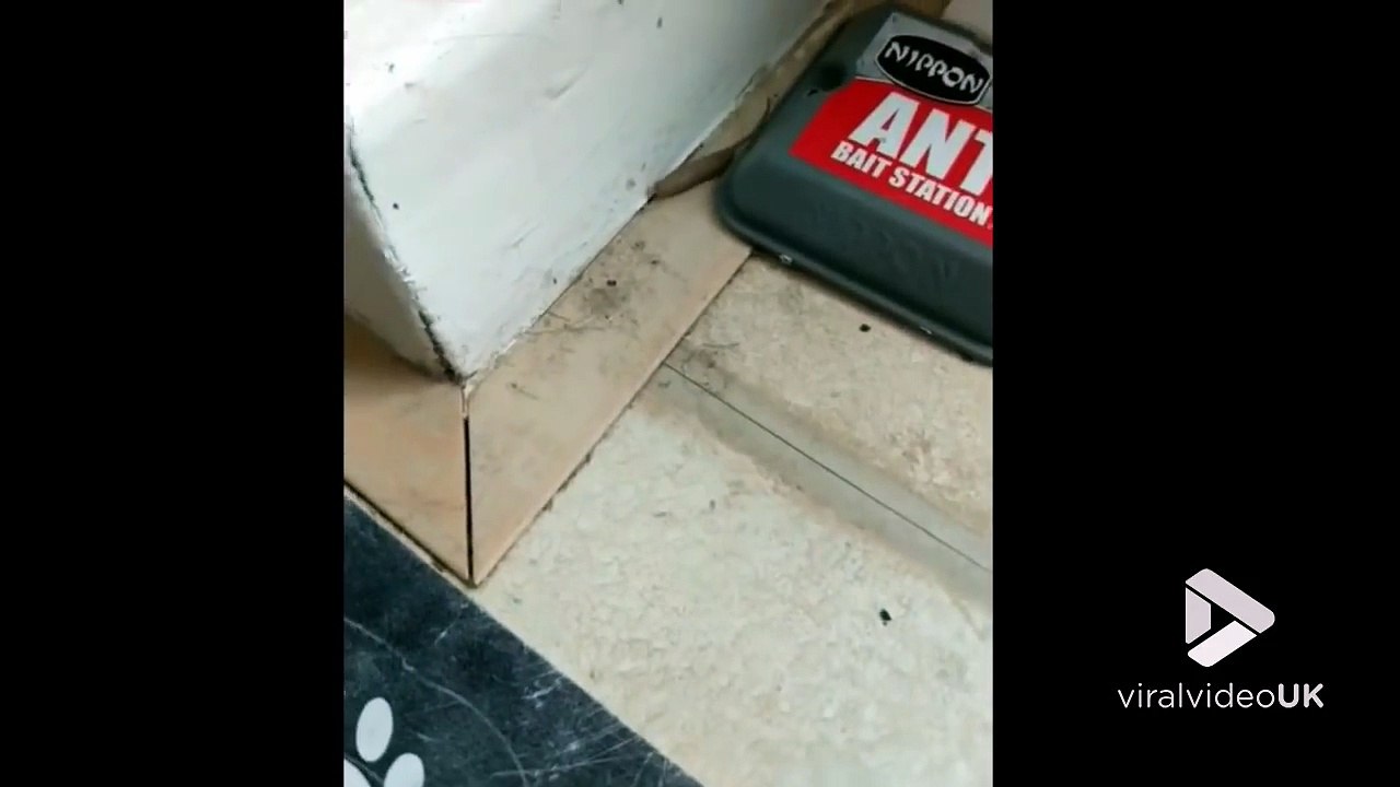 Rat ou ver de terre géant ? Cette créature est vraiment étrange !