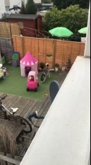 Ce chien perce la clôture pour aller voir chez le voisin !