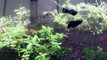 BEST FISHES FOR PLANTED TANK| BEST CLEANING UP CREW OF FRESH WATER TANK | LOW COST PLANTED TANK|
