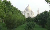 Kebun Bunga dengan Pemandangan Taj Mahal