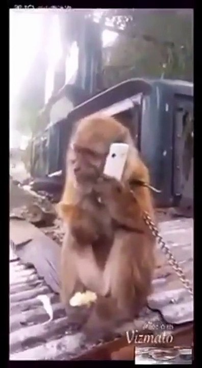 Monkey requesting to vote wisely