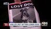 Valley woman heartbroken after pet sitter loses her dog
