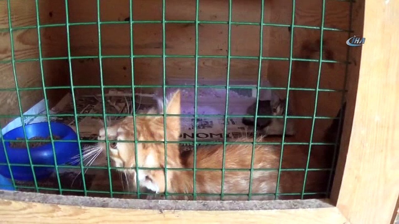 Sokak hayvanları için sosyal sorumluluk projesi