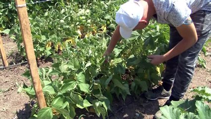 Hem üniversite okuyor, hem de organik sebze üretiyorlar