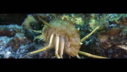 [National Geographic] Wild Russia 2009 - Siberia