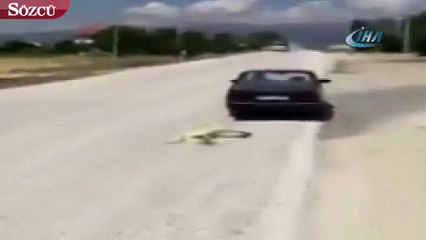 Köpeğe inanılmaz işkence