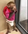 Monkey Funny Thinking Creatures- FUNNIEST AND BRAVEST MONKEY .Enjoy the Ride