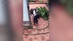 Cats and Dogs  Funny Cats and Dog Playing Together Part 1 Funny Pets