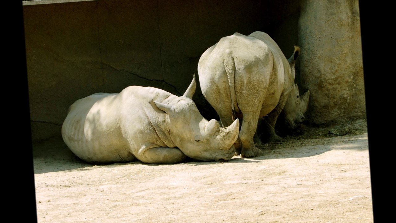 Zoo de Vincennes