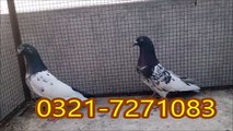 Pigeons For Sale { Breeder Pigeons }