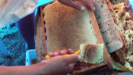 Toroslarda bal hasadı başladı - MERSİN